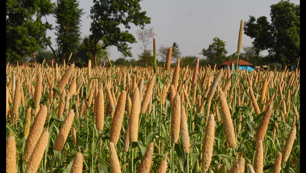 indian_millets