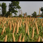 indian_millets